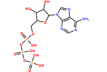 三磷酸腺苷