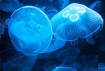 水母发光蛋白