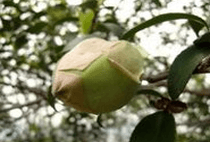 油茶叶提取物 油茶叶提取物