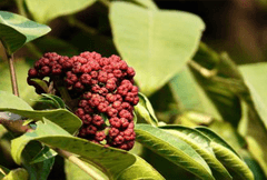 吴茱萸提取物 吴茱萸提取物