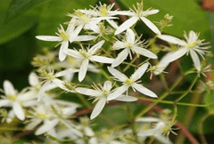 光果甘草提取物 光果甘草提取物