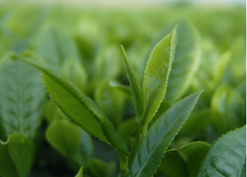 绿茶提取物 绿茶提取物