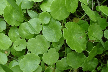 金钱草提取物 金钱草提取物