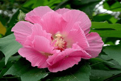 芙蓉花提取物