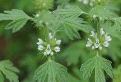 夏至草提取物