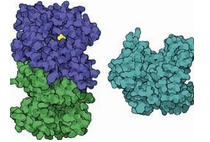 荧光素酶来源于费氏弧菌