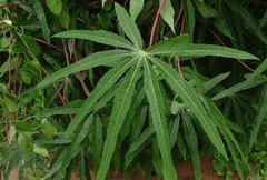木薯叶提取物 木薯叶提取物