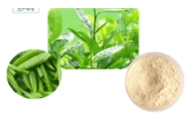 油茶叶提取物 油茶叶提取物
