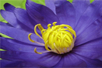 蓝莲花提取物 蓝莲花提取物