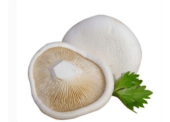 白灵菇提取物 白灵菇提取物