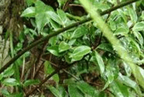 甜茶提取物 甜茶提取物