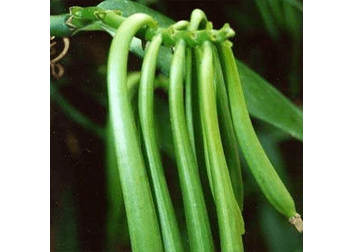 香草豆提取物